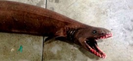 Frilled shark captured : Terrifying ‘prehistoric’ shark found in Australia (Video)