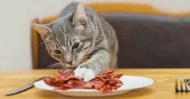 Cat-Ate-Bacon-Man-tries-to-get-cat-arres