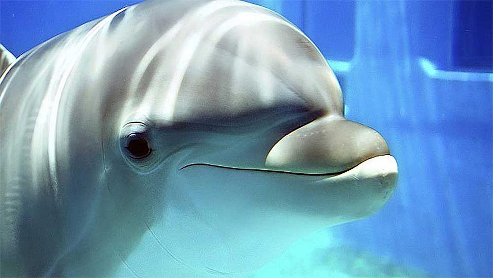 Researchers Capture Image Showing What Dolphins See With Echolocation - Canada Journal - News of