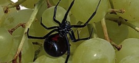 Black widows grapes