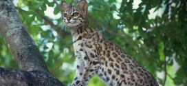 New wild cat species found in Brazil