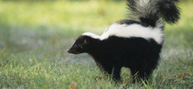 Nuisance skunks in Buffalo were trapped and killed by city officials