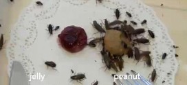 mutant cockroaches evolved to find sweet jelly bitter