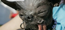 2007 World's Ugliest Dog Elwood dies suddenly