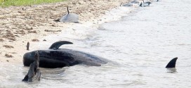 30 whales stranded off Florida coast