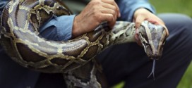 4-metre Python kills security guard in Bali hotel