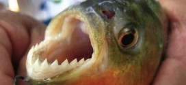 Carnivorous Fish Attack Bathers in a River on Christmas Day