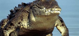 Crocodile Handlers In Florida : Seeks $25-Per-Hour Wranglers