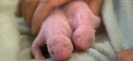 Last Twin giant panda cubs born in first U.S. birth since 1987 (PHOTO)