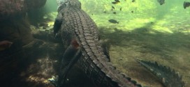 Boy, 12, taken by crocodile in Australia