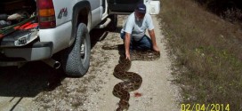 18 Foot Burmese python found in the Everglades