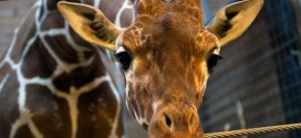 Marius the giraffe killed, feeds body to lions