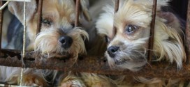 Chicago bans puppy mill sales in pet stores