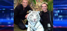 White tiger that attacked during Siegfried & Roy show dies