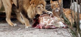 Danish Zoo Kills 4 Healthy Lions