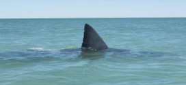 Swimmer taken by shark