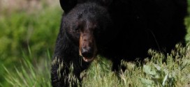 Bear drags Florida woman from garage