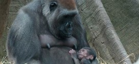 Bronx Zoo welcomes 2 newborn gorillas