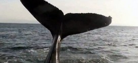 Canada : Government reduces whale protection