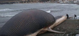 Dead Blue Whale Threatens Coastal Town With Possible Explosion