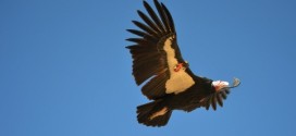 Flight of the Condor: Yurok Tribe to release condors in California