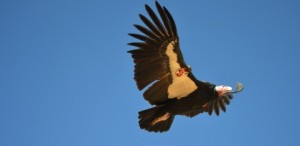 condor yurok condors