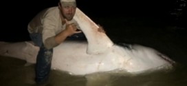 Florida Fishermen Land 805-Pound Shark