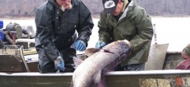 Invasive carp's DNA found in Muskingum River