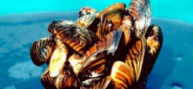 Mussels hitch ride to British Columbia shore