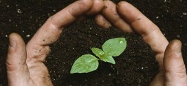 Open-source seeds : Agreement keeps use of new seed varieties unrestricted