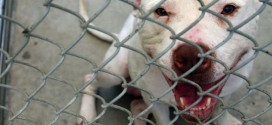 Ottawa : Pit bull that bit baby girl's face to be euthanized