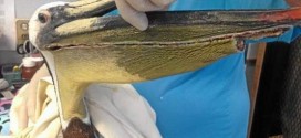 Pelican with slashed throat pouch rescued, Culprit Wanted