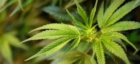 Recall of Marijuana for Medical Purposes - Greenleaf Medicinals