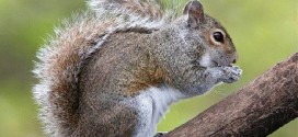 Squirrel blamed for $300K damage to Ind. building