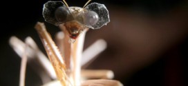 This insect wears world's tiniest 3D glasses