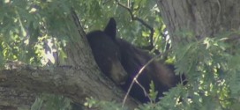 US : NC wildlife officials warn about black bears