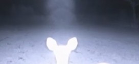 Deer in the Headlights of a UFO?