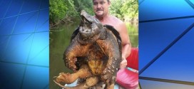 Alligator Snapping Turtle found