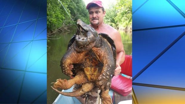 Alligator Snapping Turtle found (Photo) - Canada Journal - News of the ...