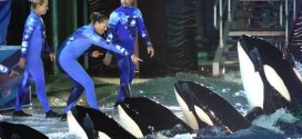 Anti-SeaWorld ad allowed at airport, Report