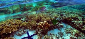 Australia: Great Barrier Reef under threat from water runoff