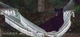 Bear relaxes in hammock