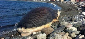 Canada : Beached dead whale stinks up Newfoundland town