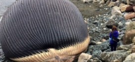 Canada's Exploding Whale Probably Won't Explode