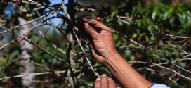 Coffee Rust Fungus Raising Prices for High-End Blends, Report