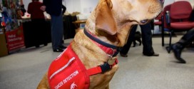 Dogs detect prostate cancer with high rate of accuracy