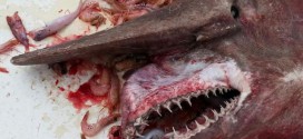 Goblin shark caught off coast of Florida