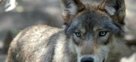 Grey wolf spotted in Iowa and shot dead