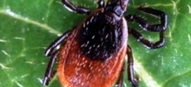 Health Department braces for increase in ticks : Report