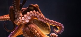 How octopuses don't tie themselves in knots